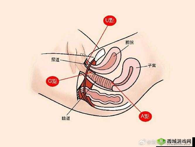 女士私密高潮医院:专业引领私密健康新高度