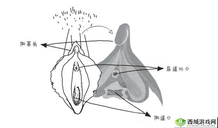 欧洲老妇为什么喜欢擦阴毛?这背后的原因是什么?